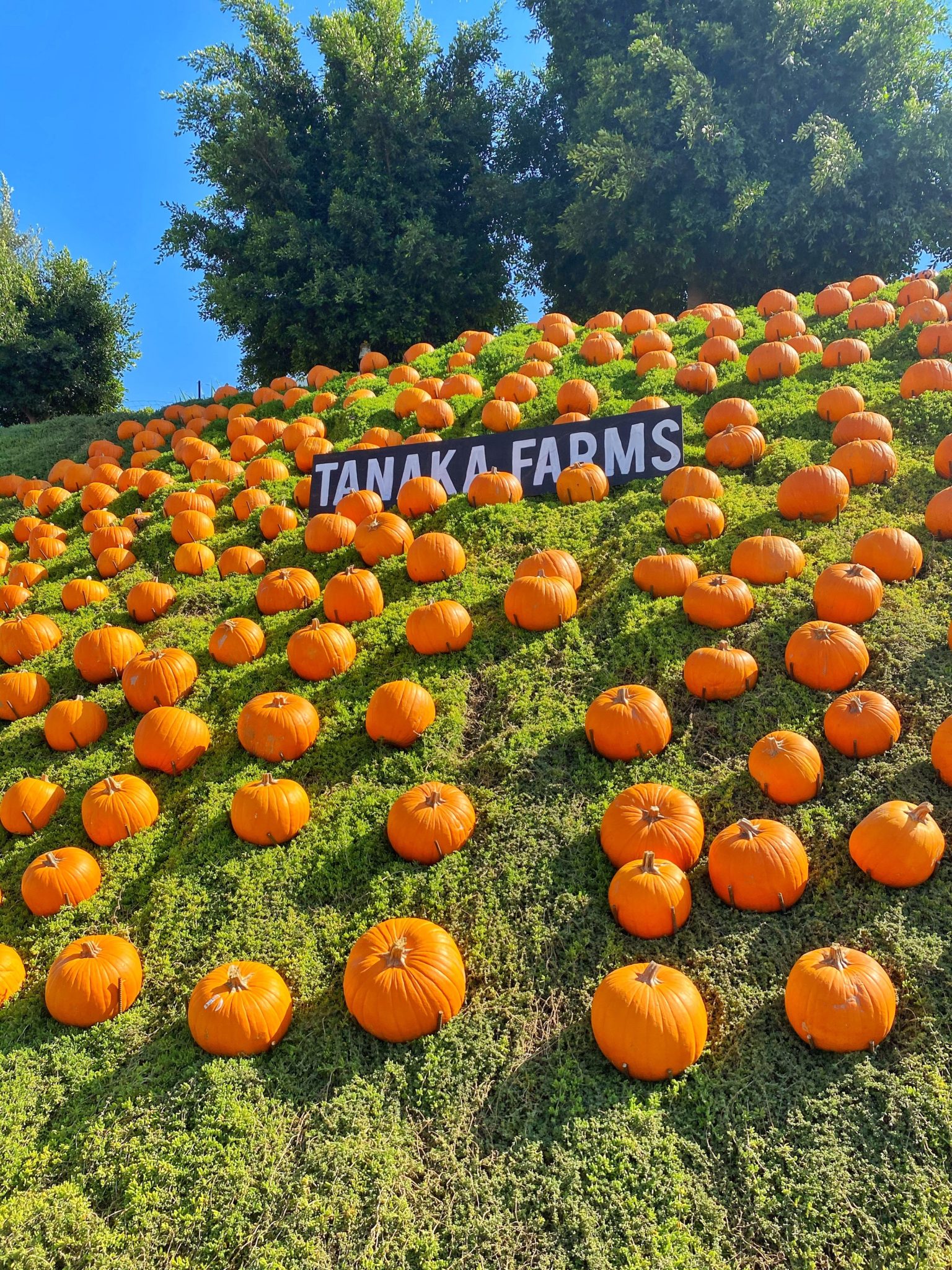 Tanaka Farms Pumpkin Patch