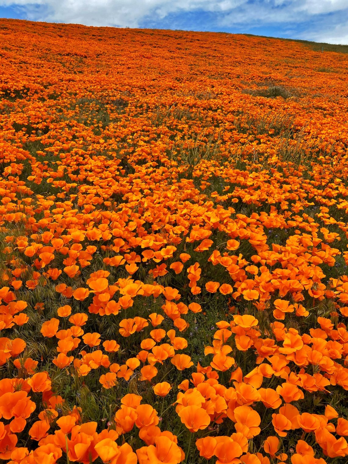 Antelope Valley California Poppy Reserve State Natural Reserve in