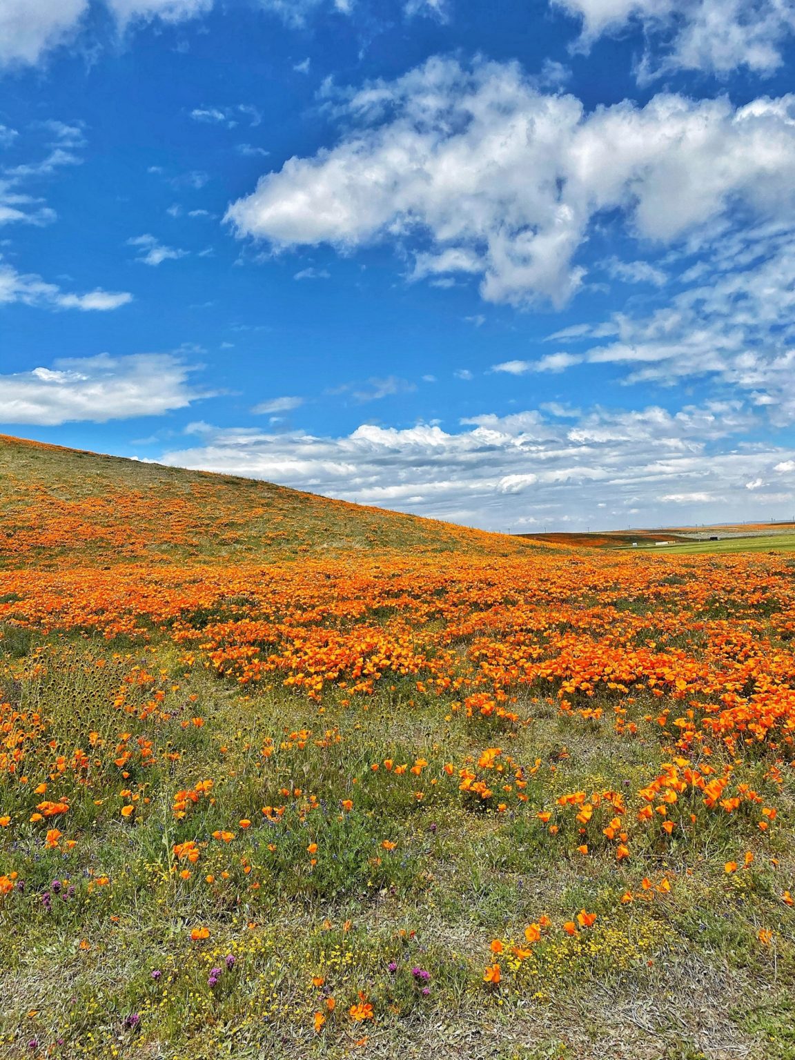 Antelope Valley California Poppy Reserve State Natural Reserve in